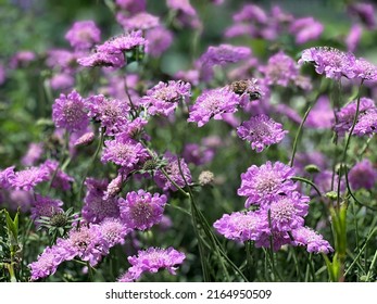 Scabiosa columbaria Pink Mist, also known as pincushion flower seen in early summer. - Shutterstock ID 2164950509