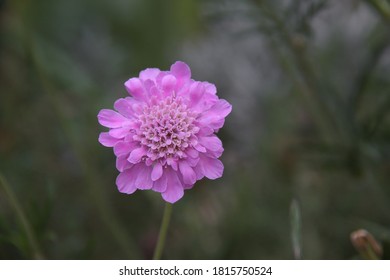 Scabiosa pink flower on blurred green background