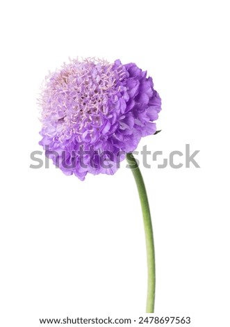 Similar – Image, Stock Photo Allium isolated on white background