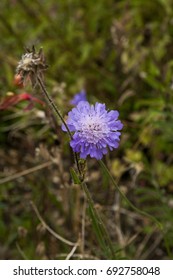 Scabius