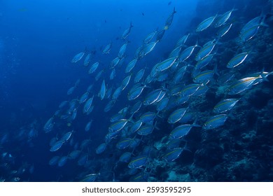 Jamba de SCAD bajo el ecosistema marino del agua, escuela Grande de peces en un fondo azul, peces abstractos vivos
