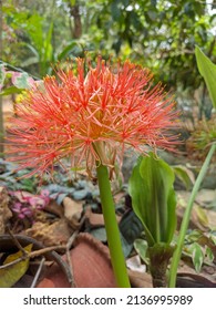 Scadoxus Multiflorus Stock Photo 1