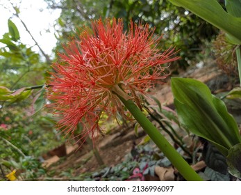 Scadoxus Multiflorus Stock Photo 3