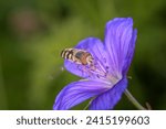 Scaeva selenitica 
approaching a blossom from
Garden Cranesbill - Geranium Nimbus