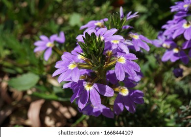 Scaevola Purple Fanfare  Goodeniaceae Purple Fan Flowers With Green Leaves Native To Australia