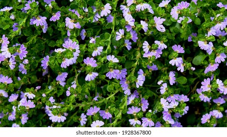 Scaevola Small Purple-blue Flowers, Blooming Goodeniaceae Plant, Natural Background.