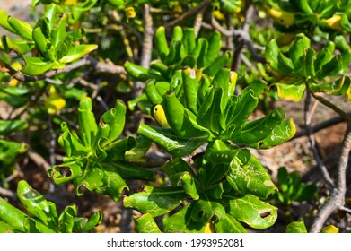 Scaevola Taccada Growing By The Sea