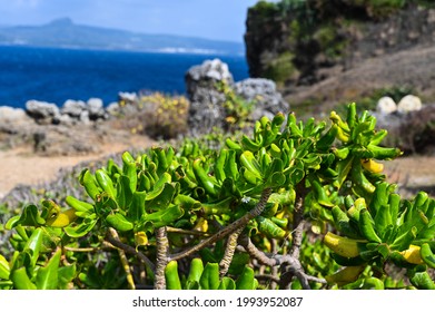 Scaevola Taccada Growing By The Sea