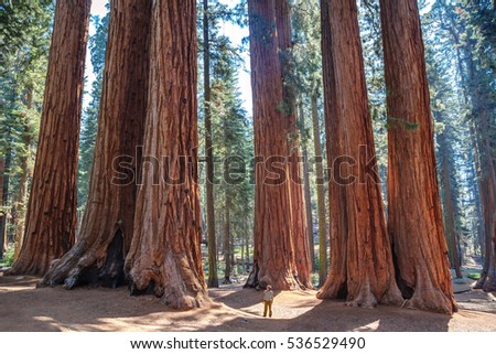 Scale of the giant sequoias, Sequoia National Park. California. U.S