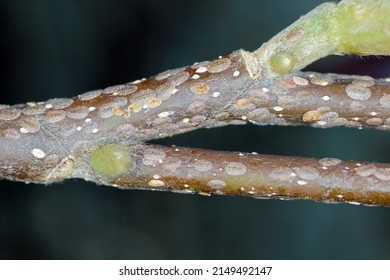Scale insects (Coccidae) on a magnolia in the garden. They are dangerous pests of various plants. They are commonly known as soft scales, wax scales or tortoise scales.  - Shutterstock ID 2149492147