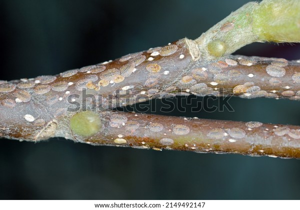Scale insects (Coccidae)\
on a magnolia in the garden. They are dangerous pests of various\
plants. They are commonly known as soft scales, wax scales or\
tortoise scales. 