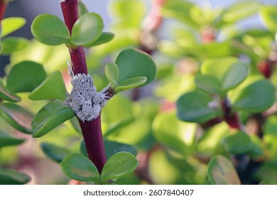 Scale insects, Diaspididae on potted plants at home. Pests in the home.