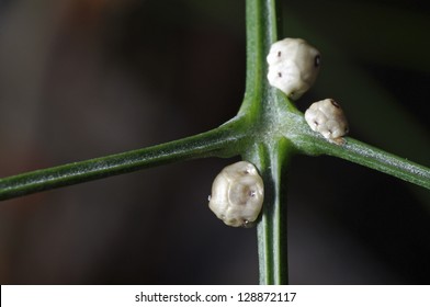 Scale Insects Are The Pest Of The Tree