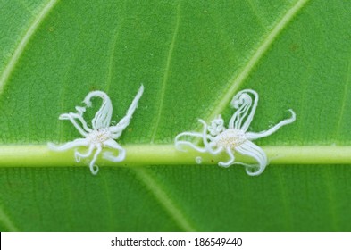 Scale Insects Are Staying Under The Tree Leaf