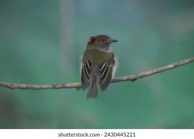 Scale-crested pygmy tyrant (Lophotriccus pileatus) perched
