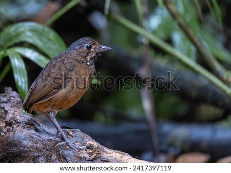 The Scaled Antpitta, locally known as Tororoi Dorsiescamado and scientifically identified as Grallaria guatimalensis, is a remarkable bird endemic to the montane forests of Central and South America. Foto stock © 