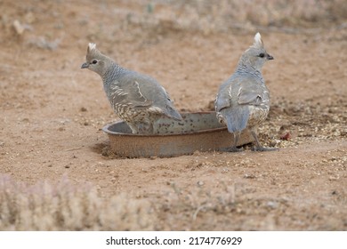 Scaled Quail Bird Blue Quail