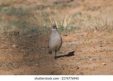 Scaled Quail Bird Blue Quail