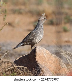 Scaled Quail Bird Blue Quail