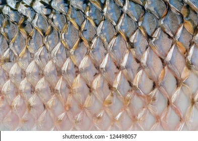 Scales Of Fish Close Up