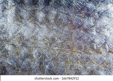 Scales Of Fish Close-up. Detailed Macro Photo Texture. The Concept Of Fishing, Eating Fish, Cooking Fish Dishes.