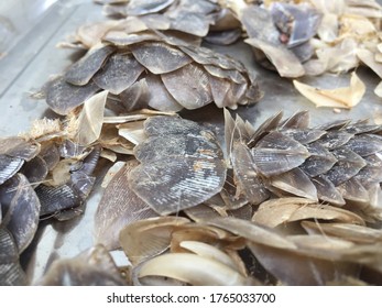 Scales Of The Killed Armadillo To Be Used For Food