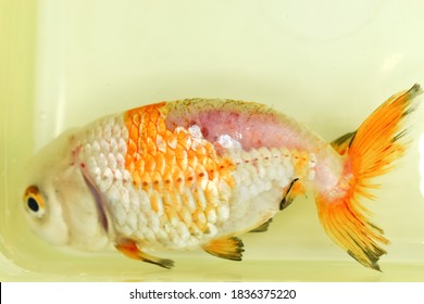 249 Fish scale disease Images, Stock Photos & Vectors | Shutterstock