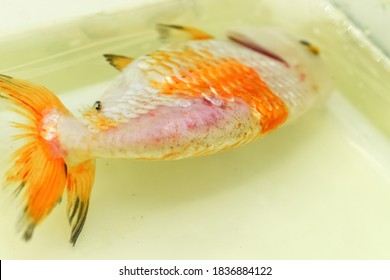 249 Fish scale disease Images, Stock Photos & Vectors | Shutterstock