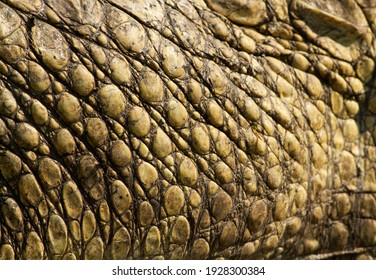 The Scales On The Sides Of The Crocodiles Flank Are Not As Ridged As The Horny Scutes Along The Top Of The Back And Tail. These Scales Do Not Act As Solar Panels Like The Scutes