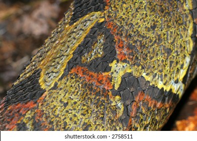 Scales Of Rhinoceros Viper