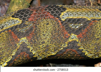 Scales Of Rhinoceros Viper