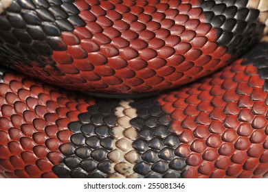 Scales Of Scarlet Kingsnake Lampropeltis Triangulum.