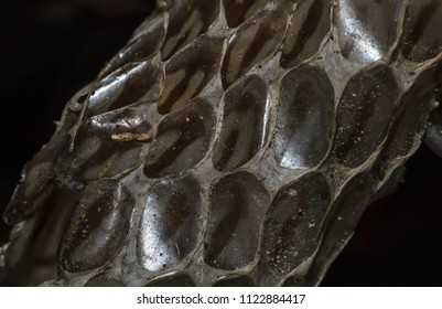 Scales Skin Caused By Molting Snakes Stock Photo 1122884417 | Shutterstock