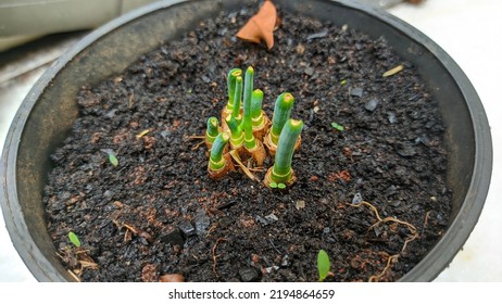 Scallion Shoots Growing On Black Pots