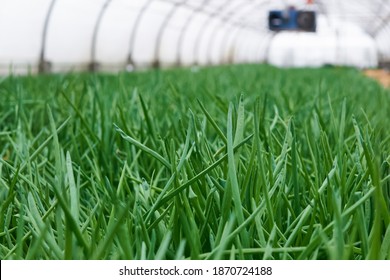 Scallions Growing In Agricultural Greenhouse, Green Leaves Close-up