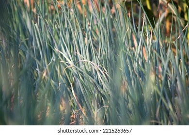 Scallions Growing In The Fields Close-up Of Autumn