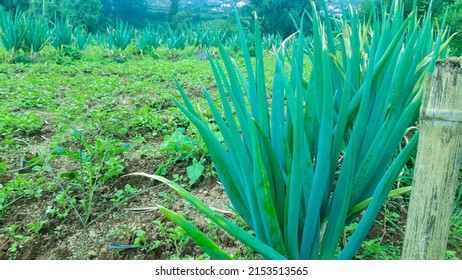 Scallions Growing In The Mountains As A Background