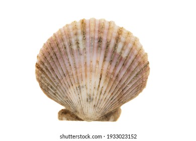 Scallop Shell Isolated On White Background 
