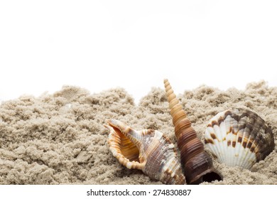 Scallop shell isolated on the white background. - Shutterstock ID 274830887