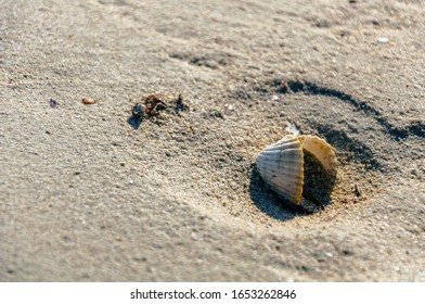 Scallop Shell Standing In Sand At Beach, Ballos, Crete, Greece, 2019