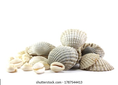 Scallop Shells And Cowrie Shells On A White Background