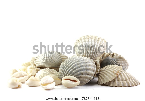 白い背景にホタテ貝の貝殻とコーリーの殻 の写真素材 今すぐ編集