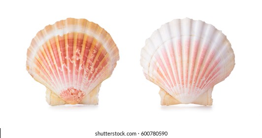 Scallop shells in a row. Isolated on white background.