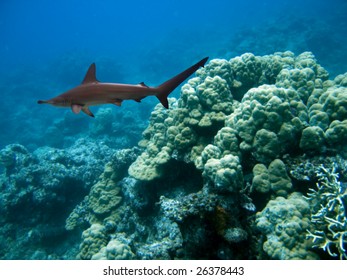 Scalloped Hammerhead Shark (Sphyrna Lewini) Swimming Over Reef