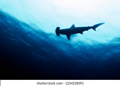 Scalloped Hammerhead Shark Underwater At The Galapagos Islands	