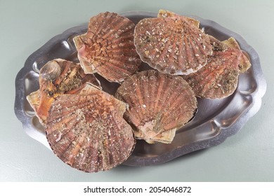 Scallops On A Dish After Fishing In Brittany