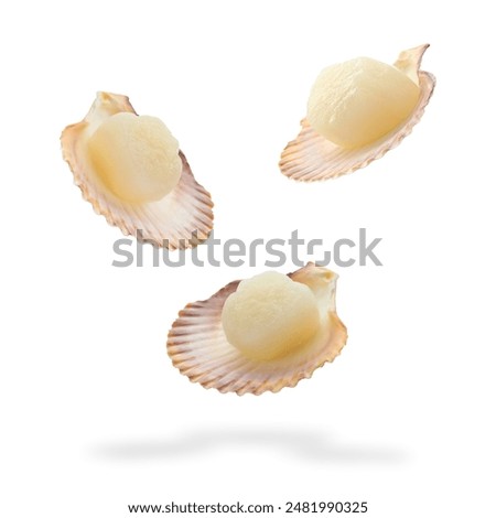 Scallops with shells falling on white background