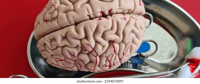 Scalpel Clamps And Brain Anatomy Model. Performing Brain Surgery Concept