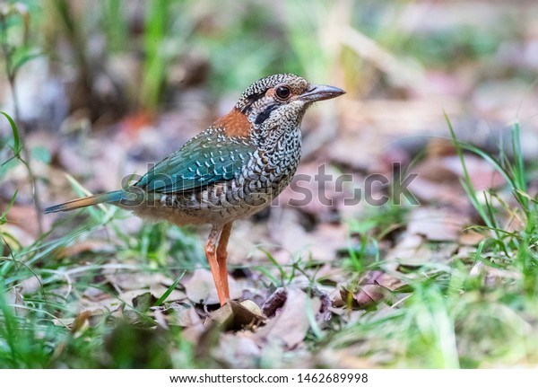 Scaly Groundroller Geobiastes Squamiger On Forest Stock