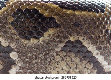 Scaly Skin Of A Snake, A Beautiful Layout.